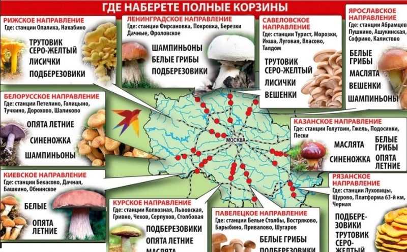 Карта грибных мест Подмосковья